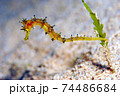 イバラタツ 74486684