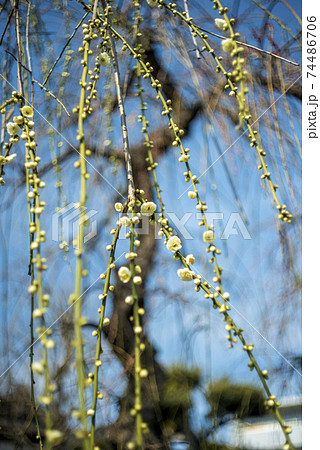 青空に緑色がかった白花枝垂れ梅が咲き始めた 74486706