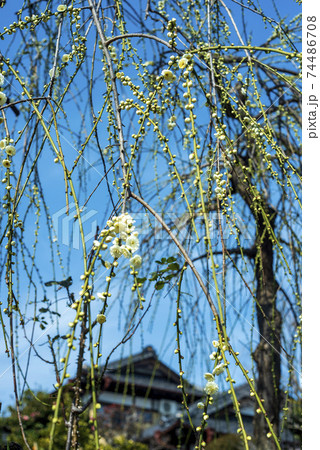 青空に緑色がかった白花枝垂れ梅が咲き始めた 74486708