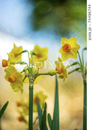 農家の庭に咲き始めた黄色い喇叭水仙 74486744