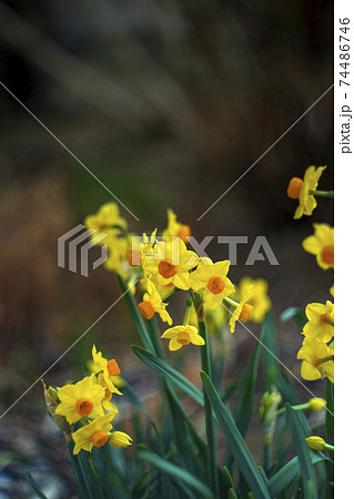 農家の庭に咲き始めた黄色い喇叭水仙 74486746