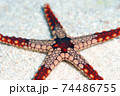 ヒトデ 74486755