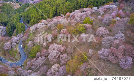 世界遺産 奈良県の吉野山の千本桜をドローンで空から撮影 世界遺産 奈良県の吉野山の千本桜をドローンで空から撮影 74487077