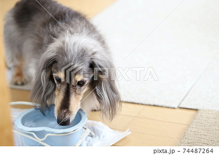 水を飲む犬 ミニチュアダックスの写真素材