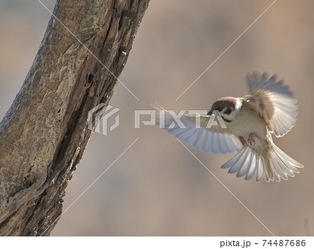 木に泊まろうとして羽を広げて飛んできた雀の空中写真 木に泊まろうとして羽を広げて飛んできた雀の空中写真 74487686