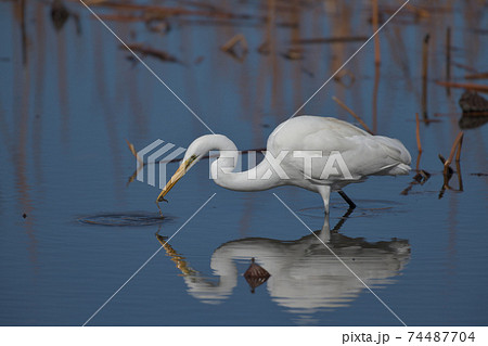 白い大きな鷺鳥が餌を捕まえた決定的瞬間の写真素材