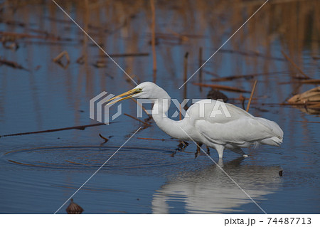 蓮池で捕食中の白サギが餌を飲み込む瞬間の写真素材