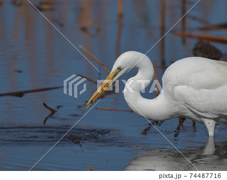 首をくねくねさせて狩をする白いサギ鳥の餌を咥えた姿の写真素材
