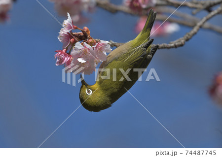 青い空と桃色の寒桜とずんだ色の可愛い小鳥の写真素材