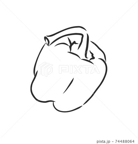 Sweet pepper. Vector hand drawn vegetables isolated on white background. bell pepper, vector sketch illustration 74488064