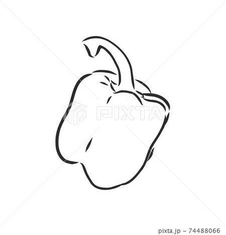 Sweet pepper. Vector hand drawn vegetables isolated on white background. bell pepper, vector sketch illustration 74488066