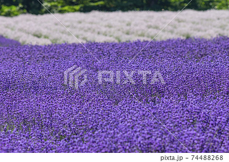 高原に咲く白と紫のラベンダーの花の写真素材