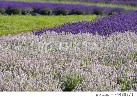 高原に咲く白と紫のラベンダーの花の写真素材