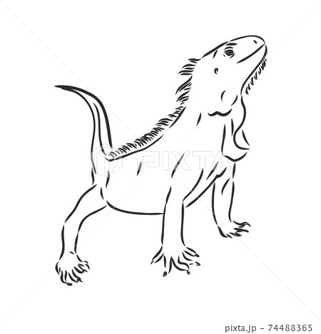 Sketch of iguana. Hand drawn illustrationのイラスト素材