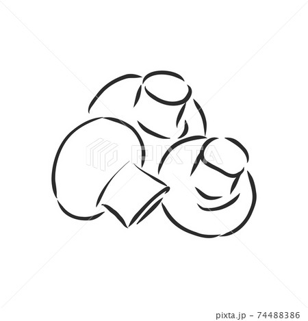 Mushrooms Champignon. Vector hand drawn vegetables isolated on white background. champignon, vector sketch illustration 74488386