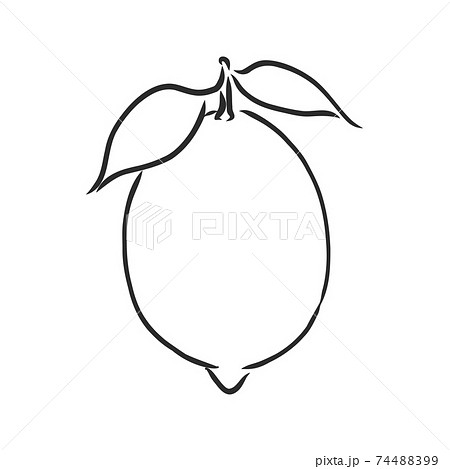 Hand drawn vector lemon slice, piece, on light background. lemon, vector sketch illustration Hand drawn vector lemon slice, piece, on light background. lemon, vector sketch illustration 74488399