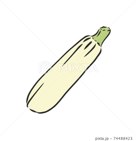 Zucchini. Vector hand drawn vegetables isolated on white background. zucchini, vector sketch illustration 74488423