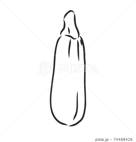 Zucchini. Vector hand drawn vegetables isolated on white background. zucchini, vector sketch illustration 74488426