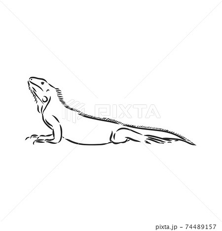 Sketch Of Iguana Hand Drawn Illustration のイラスト素材