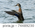 琵琶湖の水鳥マガモの雌 74489230