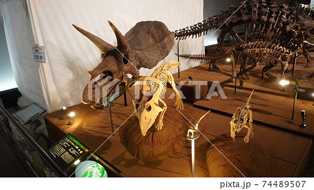 福井県立恐竜博物館 74489507