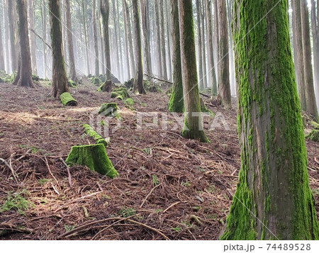 身延山久遠寺 奥の院思親閣 裏山 身延山久遠寺 奥の院思親閣 裏山 74489528