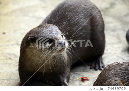 コメツカワウソ コメツカワウソ 74489706