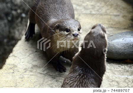 コメツカワウソ コメツカワウソ 74489707