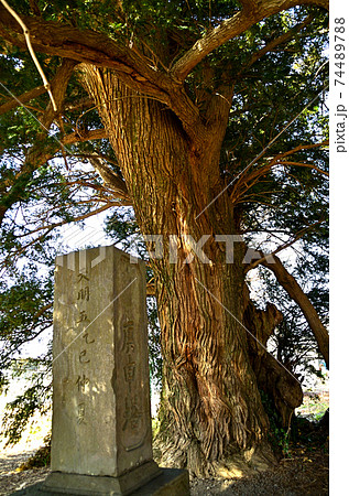 埼玉県深谷市高島の榧老木 74489788