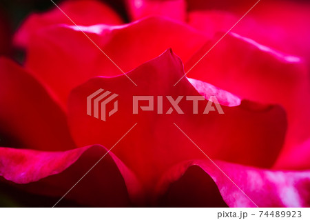 Closeup shot of pink flower petの写真素材 [74489923] - PIXTA