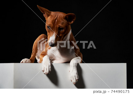Studio shot of Basenji dog lying on banner with copy space Studio shot of Basenji dog lying on banner with copy space 74490175