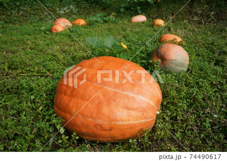 畑のハロウィン用かぼちゃの写真素材