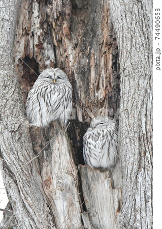 厳冬の昼間、大樹の洞で休む二羽のフクロウ 74490653