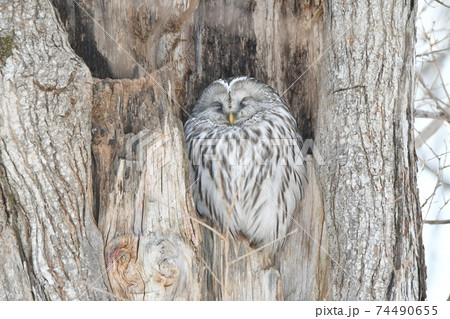 厳冬の昼間、大樹の洞で休むフクロウ 74490655