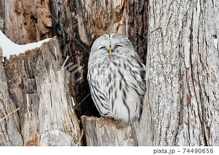 厳冬の昼間、大樹の洞で休むフクロウ 74490656