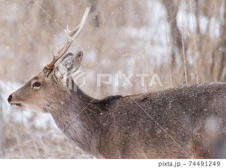 雪降る中の若牡鹿 雪降る中の若牡鹿 74491249