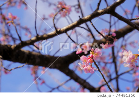 河津桜が咲き始める 74491350