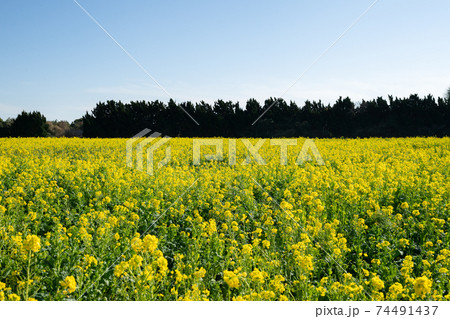 早春の伊良湖の菜の花 早春の伊良湖の菜の花 74491437