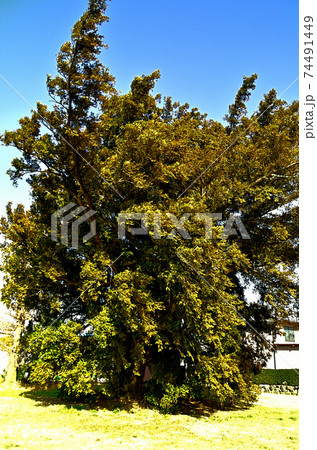 埼玉県深谷市高島の榧老木 74491449