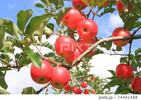 赤く色づいた収穫前のリンゴ 74491488