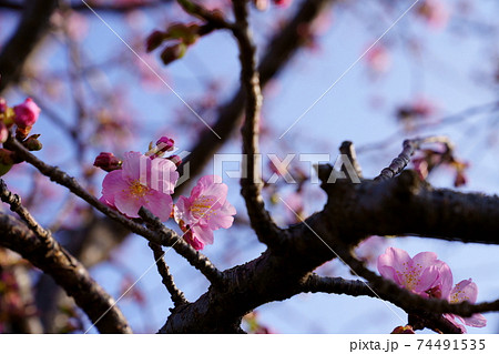 河津桜が咲き始める 74491535