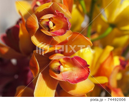 シンジビウムの花のアップ シンジビウムの花のアップ 74492006