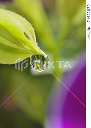 雨上がりに植物の葉についた雫 雨上がりに植物の葉についた雫 74492079