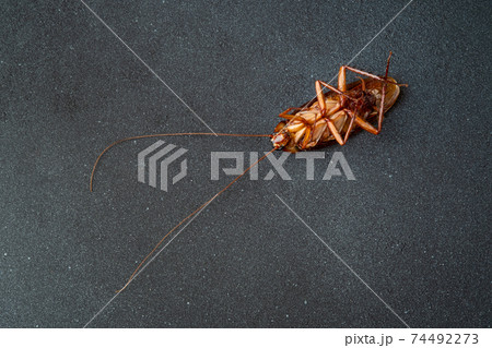 dead cockroach on dark background with copy space 74492273