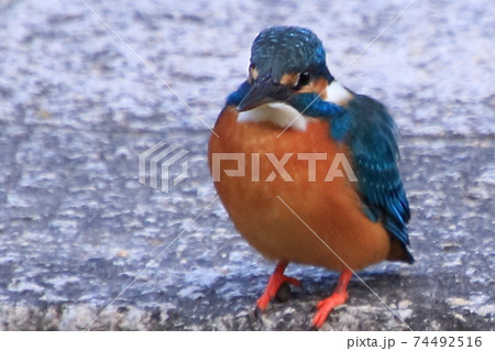 野鳥撮影　カワセミ 74492516