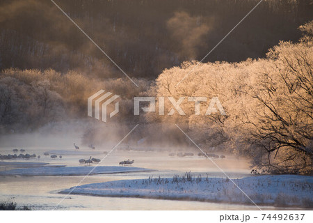 気嵐の朝のねぐらのタンチョウたち 気嵐の朝のねぐらのタンチョウたち 74492637