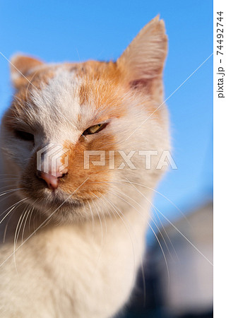 睨む猫 茶白猫の写真素材