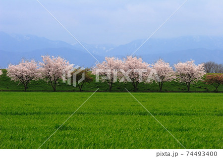 横一列に並んだ6本の桜が満開になって季節を感じるの写真素材