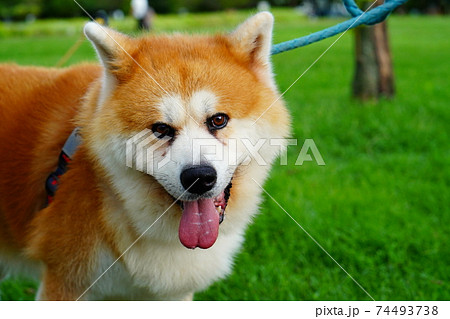 笑うカメラ目線の秋田犬の写真素材