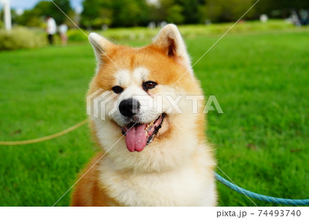 可愛い秋田犬 可愛い秋田犬 74493740